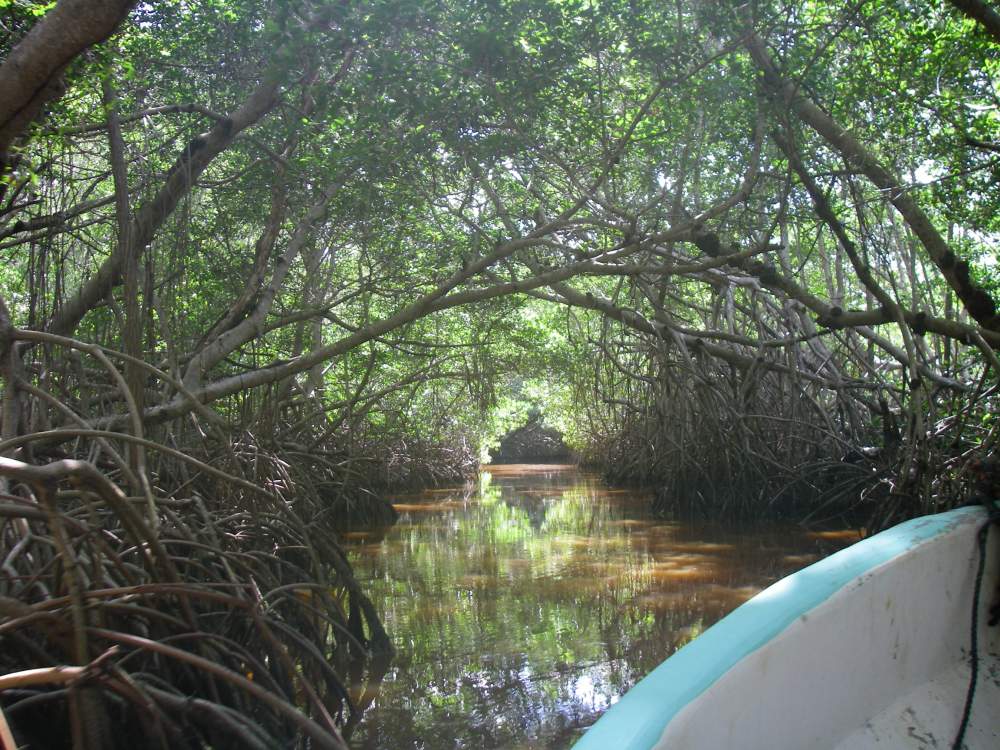 Tunnel aus Mangrovenbäumen über dem Wasserlauf.