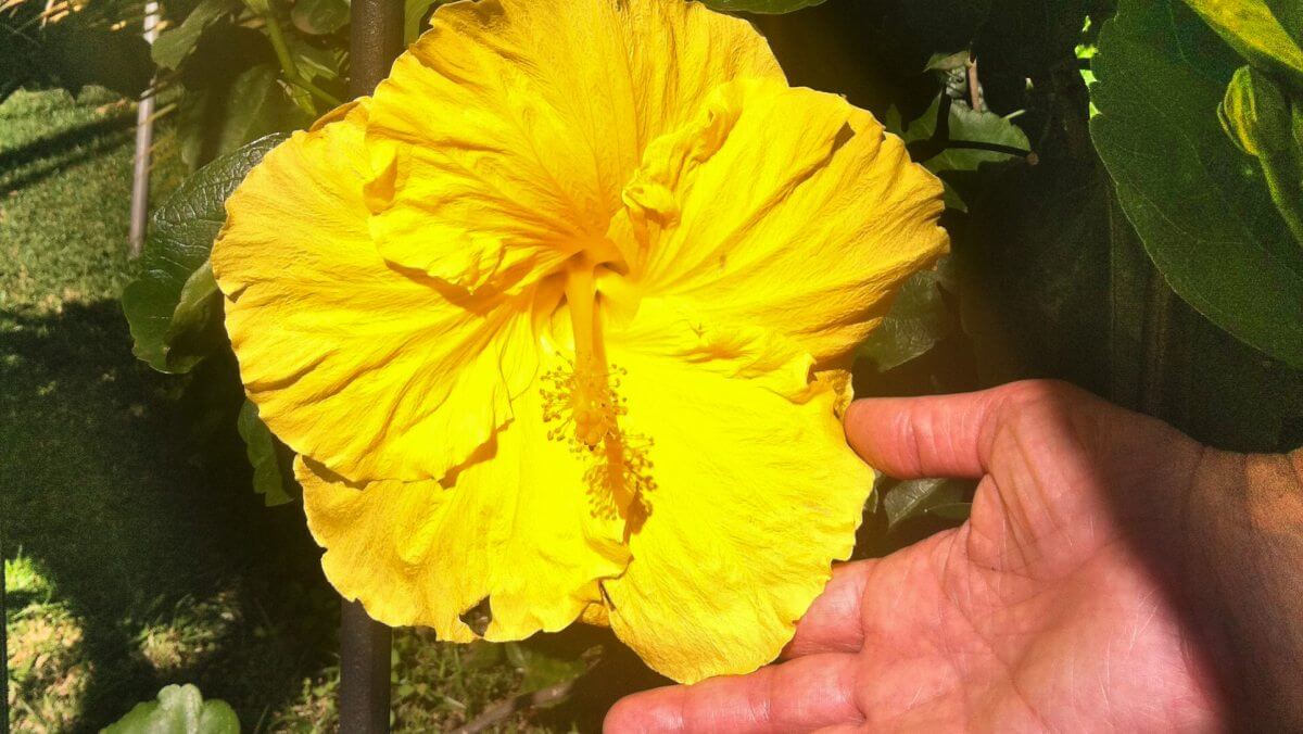 Große gelbe Hibiskusblüte.