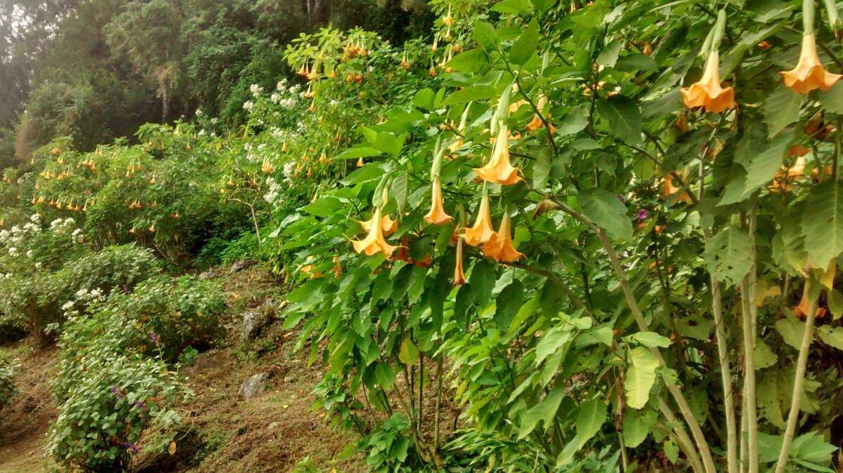 Große Sträucher Engelstrompeten mit gelben Blüten.