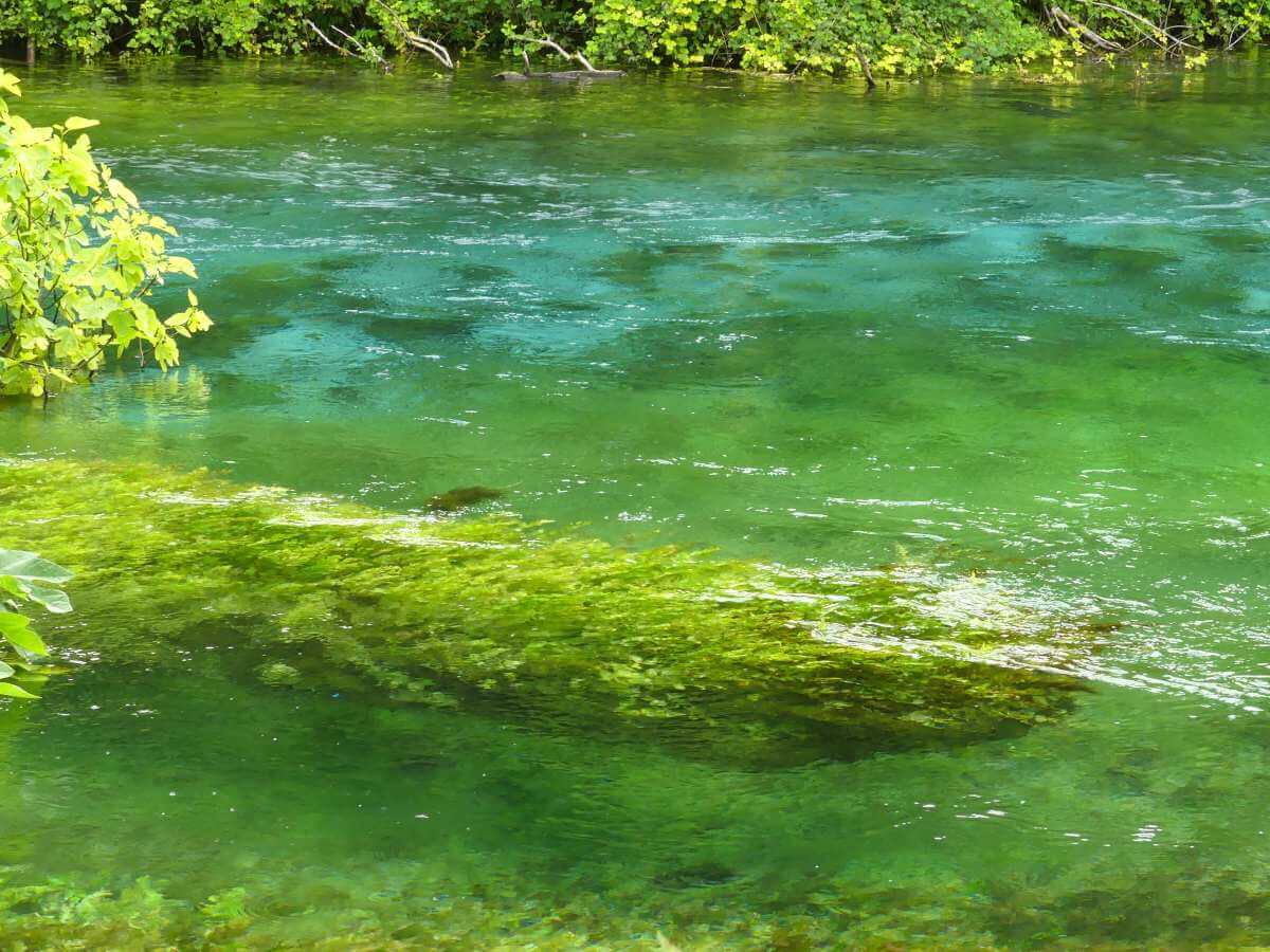Grüne, klare Wasserfläche mit Baumstamm unter Wasser am Blue Eye.