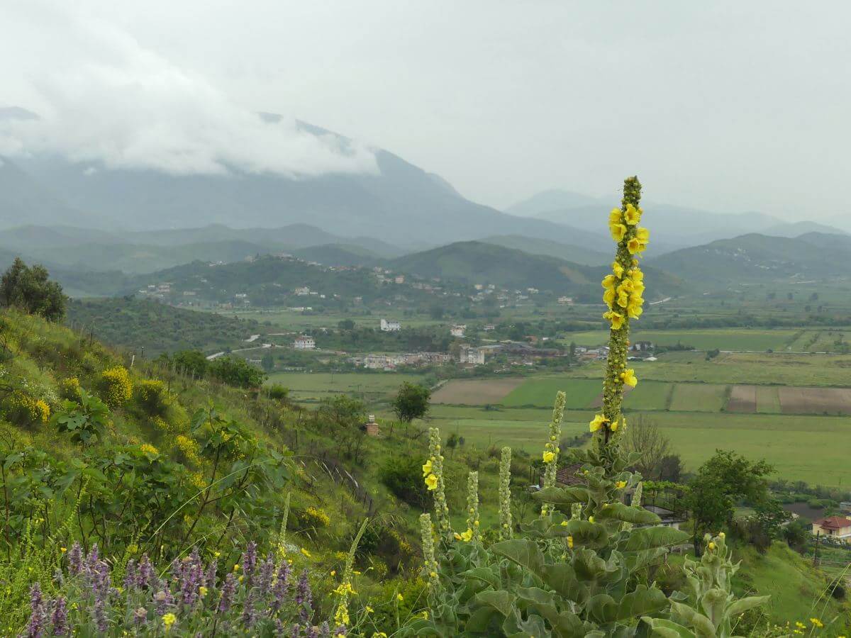 Pflanzen mit gelben Blüten im vordergrund, dahinter regenverhangene Berge.