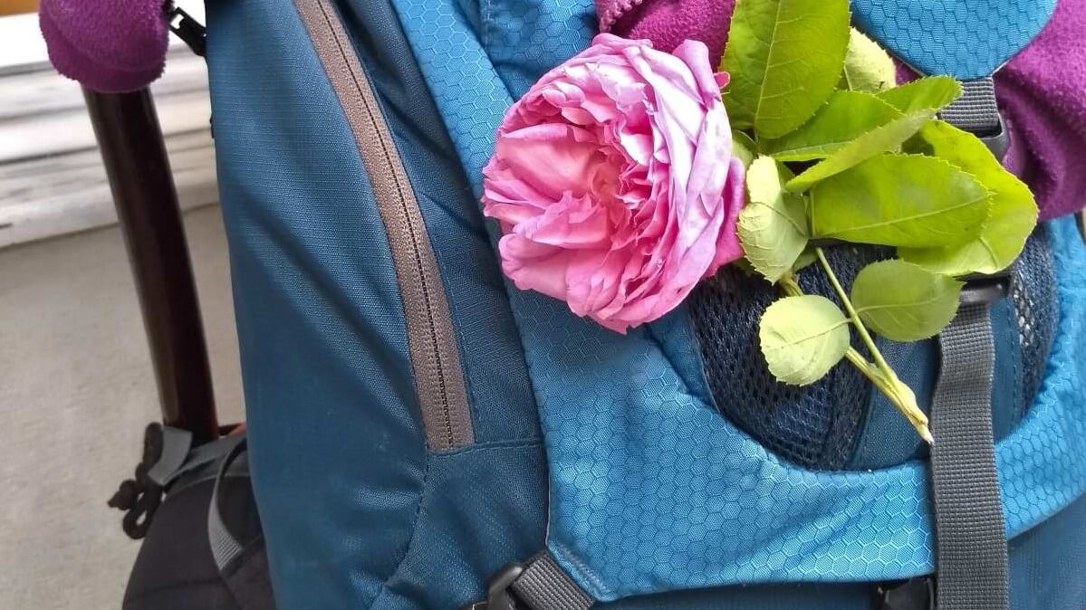 Pinke Rose an blauem Rucksack.