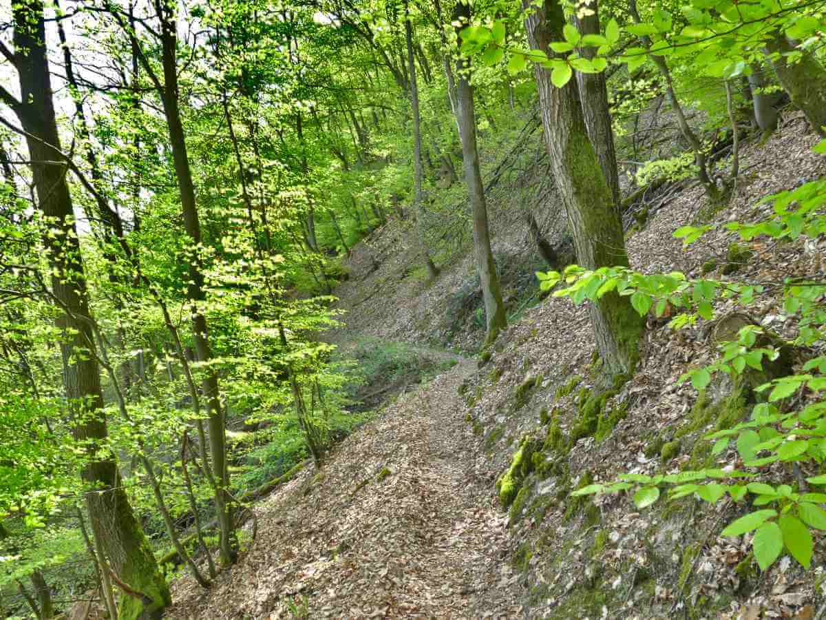 Steiler Hang im Wald mit schmalem Weg.