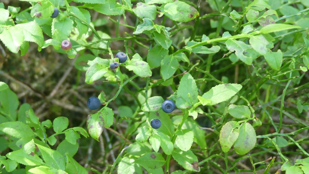 Blaubeerstrauch in den belgischen Ardennen.