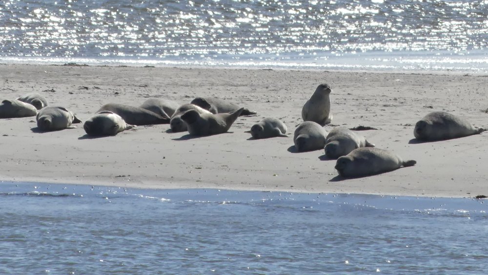 Viele Seehunde liegen auf dem Strand.