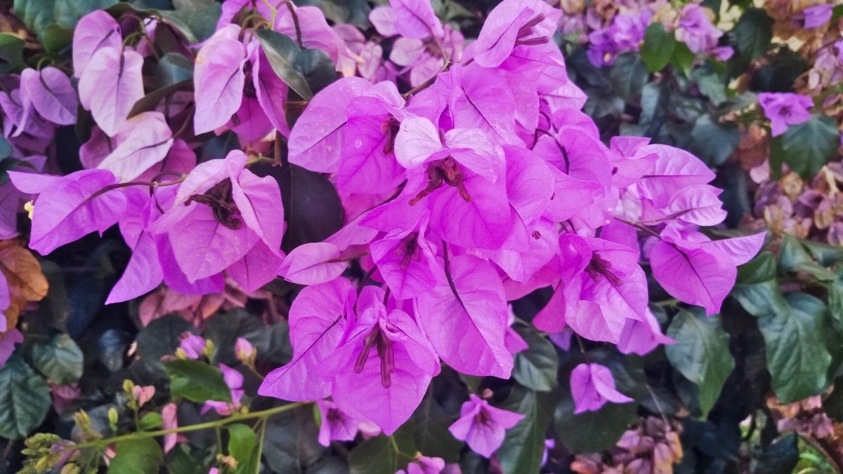 Pinke Blüten der Bougainvillea.
