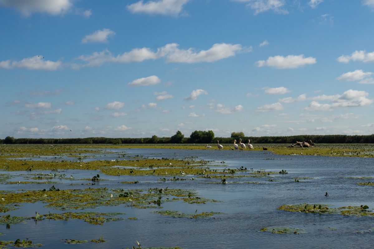Weite Wasserfläche mit Pelikanen im Donaudelta.