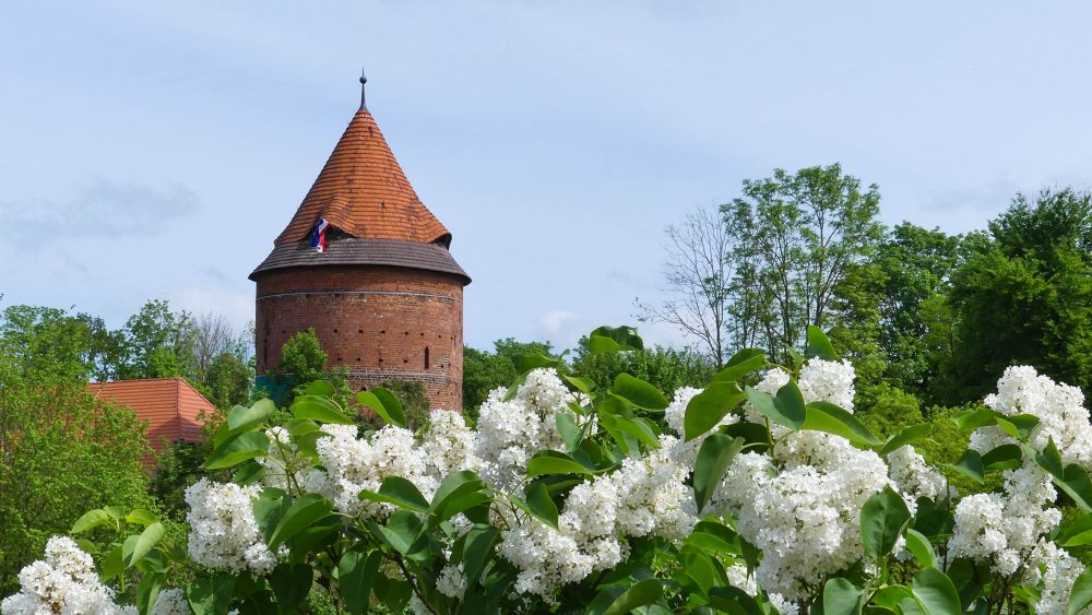 Im Vordergrund ein Strauch mit weißen Blüten, dahinter der Burgturm mit Kegeldach.