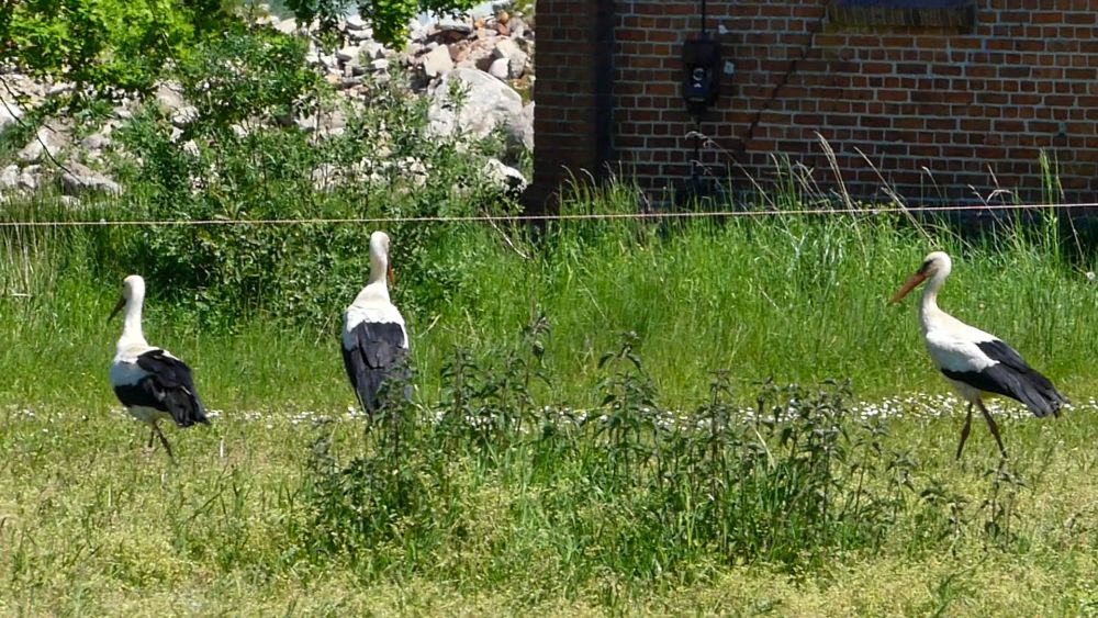 Drei Störche stolzieren auf einer Wiese.