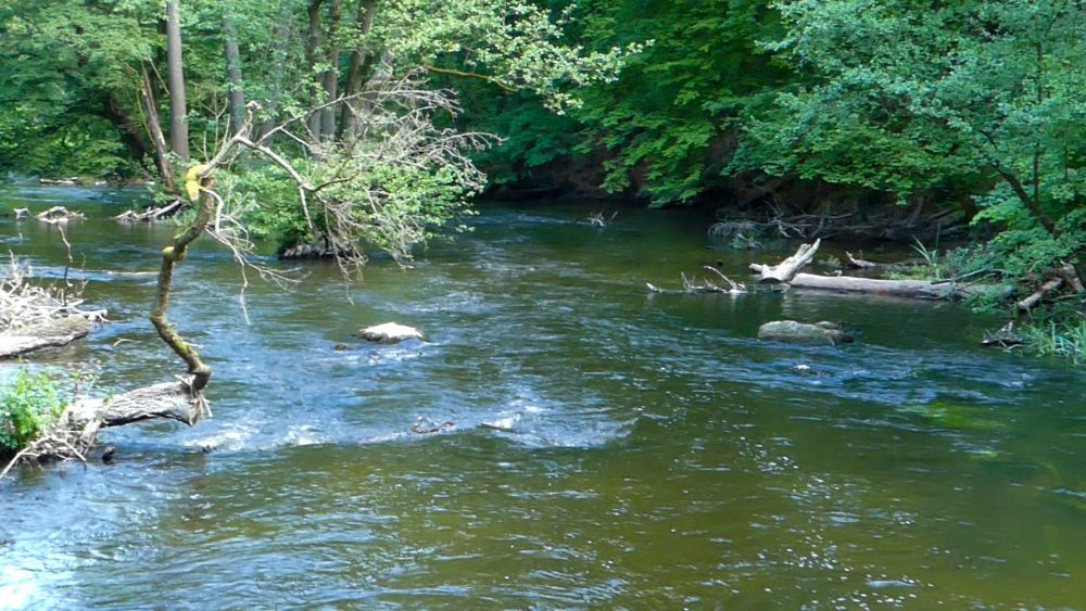 Fluss mit kleinen Stromschnellen, umgeben von grünen Ufern.