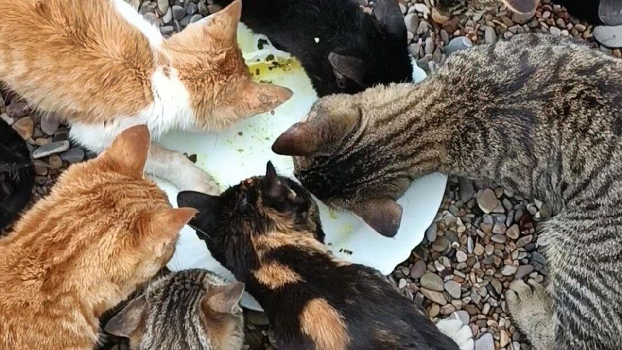 Viele Katzen drängen sich um einen Teller, den sie ablecken.