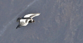 Condor fliegt durch Colca Canyon